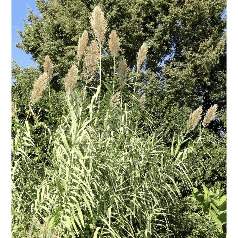 Foudebassin.com Plantes aquatiques Arundo donax Variegata 8712815777306 8712815777306