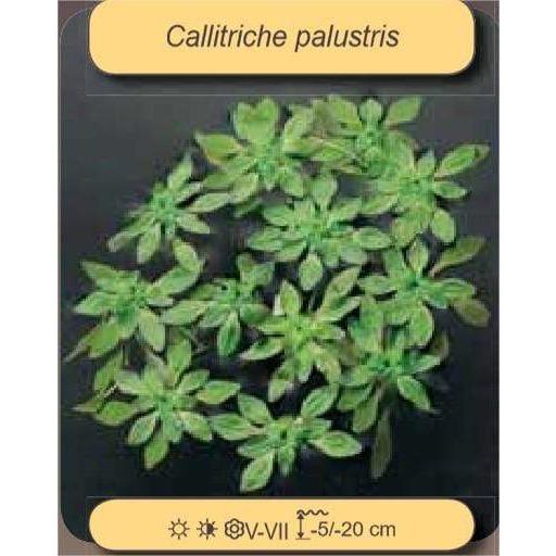 Foudebassin.com Plantes aquatiques Callitriche palustris 8713469104364 8713469104364