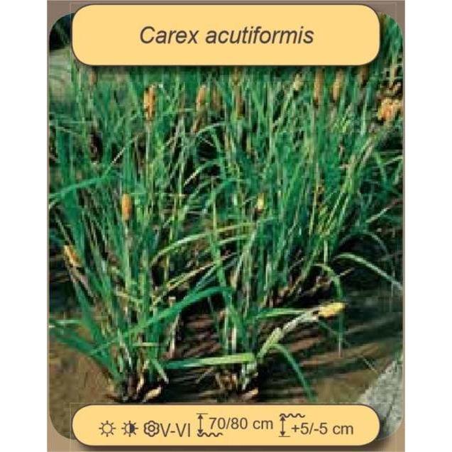 Foudebassin.com Plantes aquatiques Carex acutiformis 8713469239318 8713469239318