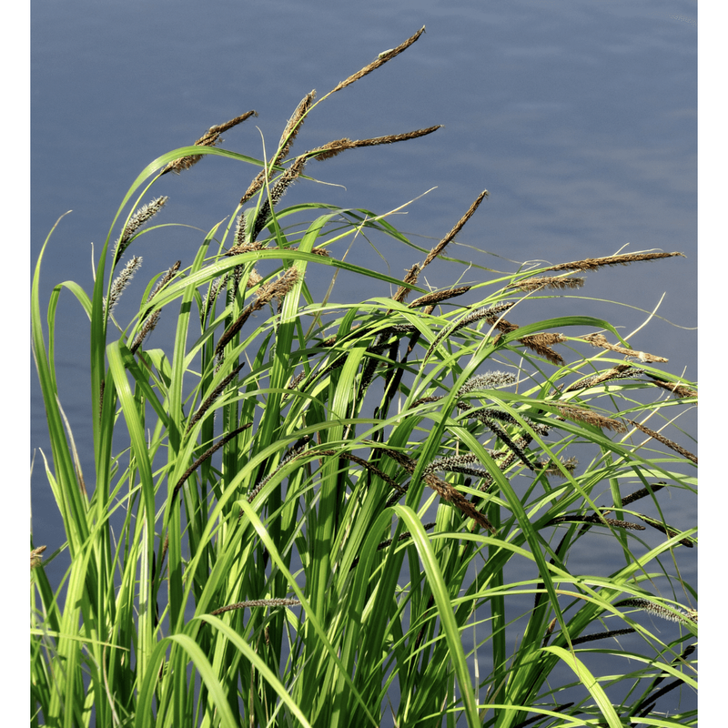 Foudebassin.com Plantes aquatiques Carex acutiformis 8713469239318 8713469239318