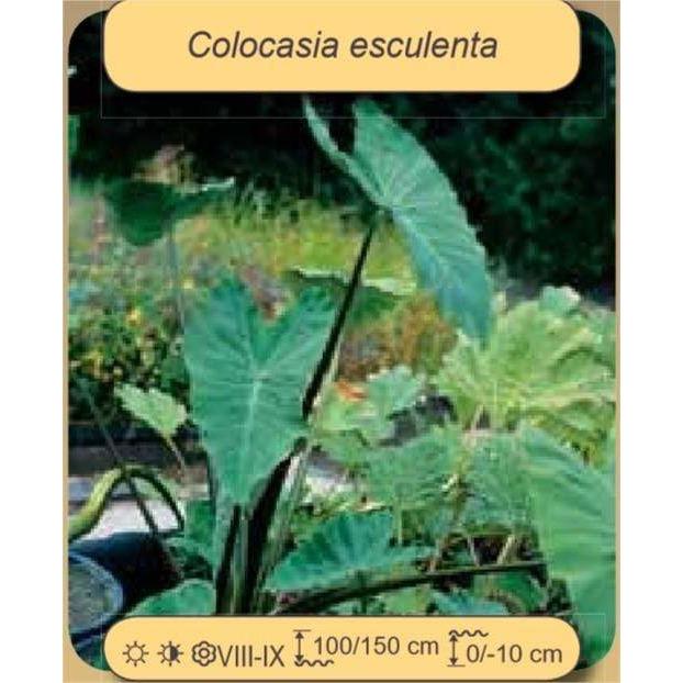 FOUDEBASSIN.COM Plantes aquatiques Colocasia esculenta 8712044915906 8712044915906