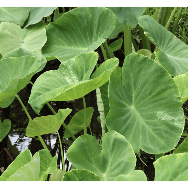 FOUDEBASSIN.COM Plantes aquatiques Colocasia esculenta 8712044915906 8712044915906