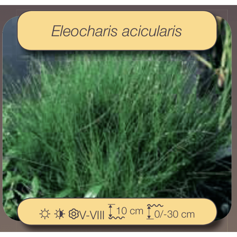 Foudebassin.com Plantes aquatiques Eleocharis acicularis (Scripe épingle)