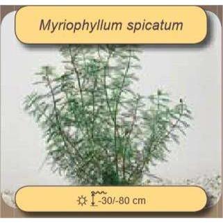 Foudebassin.com Plantes aquatiques Myriophyllum spicatum 8713469105217 8713469105217