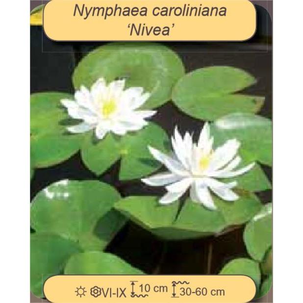 Foudebassin.com Nenuphars Nymphaea caroliniana ‘Nivea’ 5021353001297 5021353001297