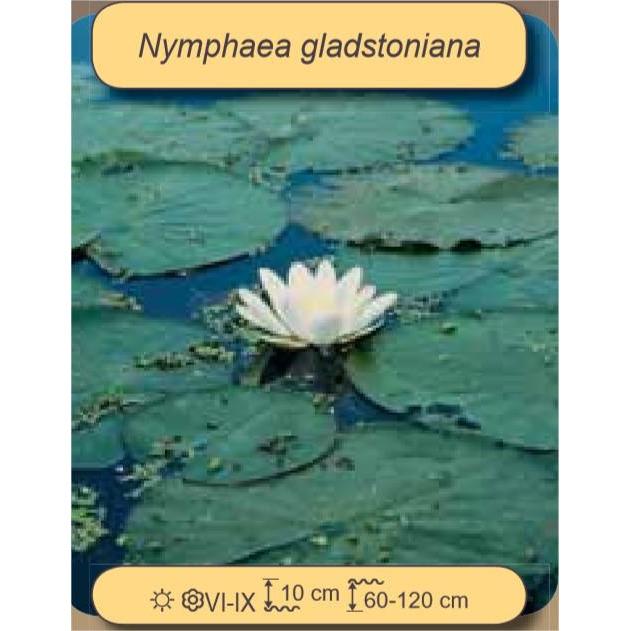 FOUDEBASSIN.COM Nenuphars Nymphaea gladstonian 5021353003031 5021353003031